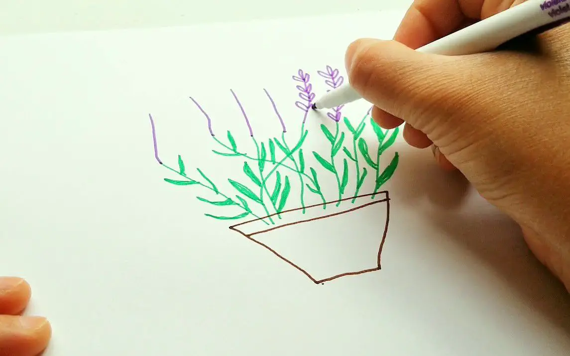 Drawing Lavenders in a Pot