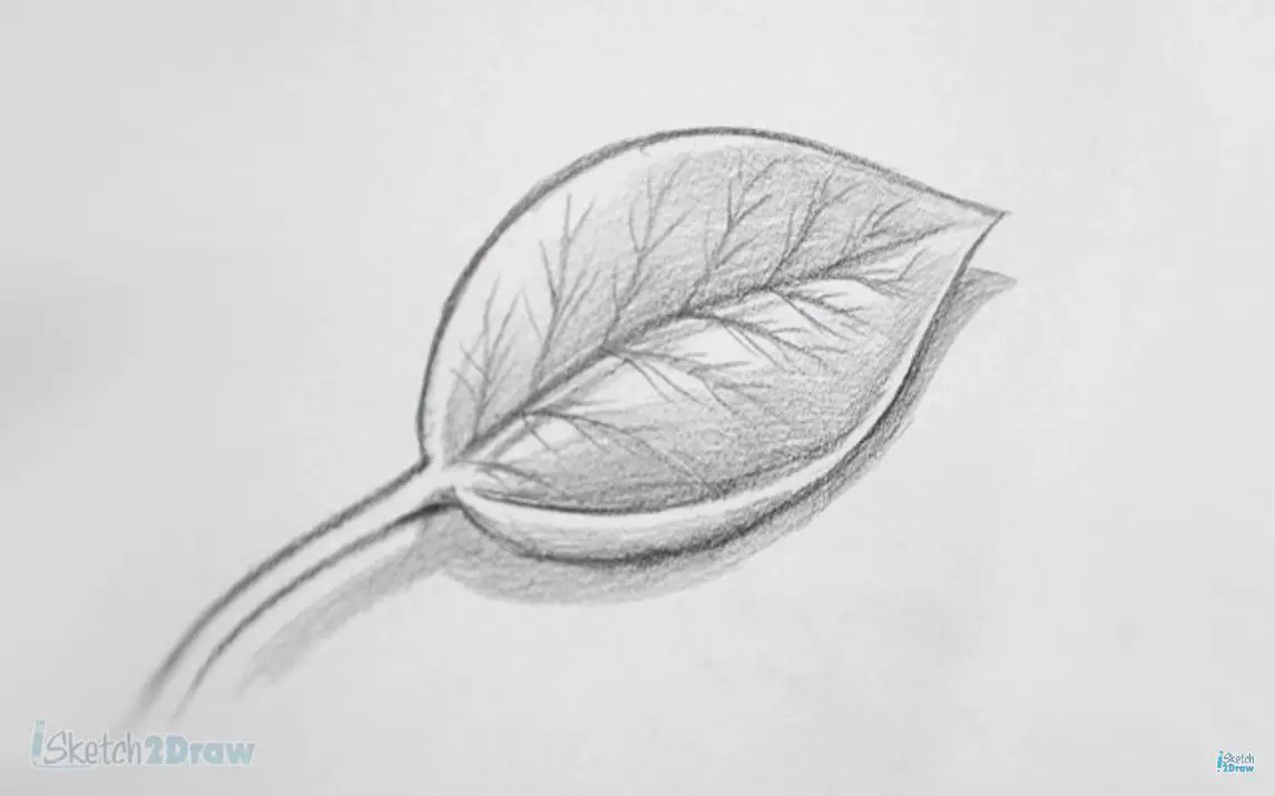 Isolated plant rose leaf sketch scratch board Vector Image