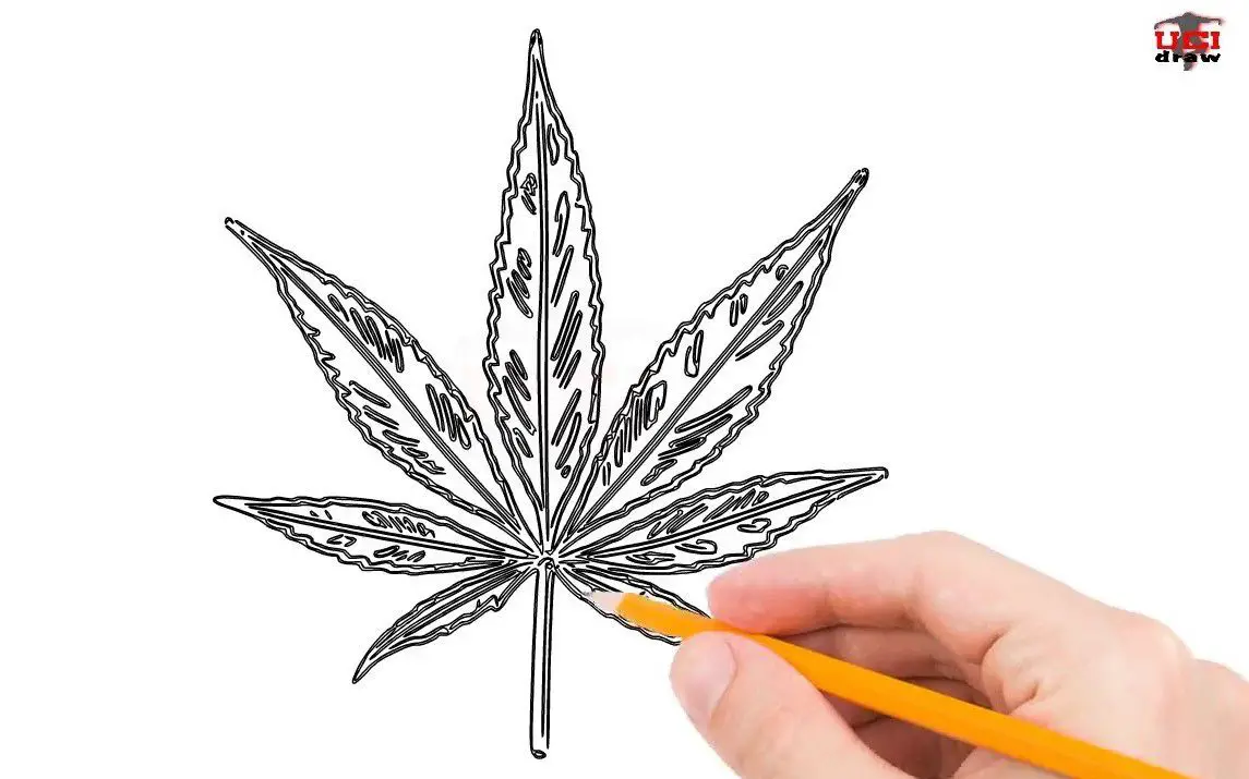 Pot Leaf Drawing for Beginners