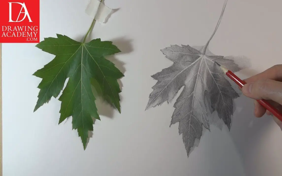 Step by Step Pumpkin Leaf Drawing Tutorial