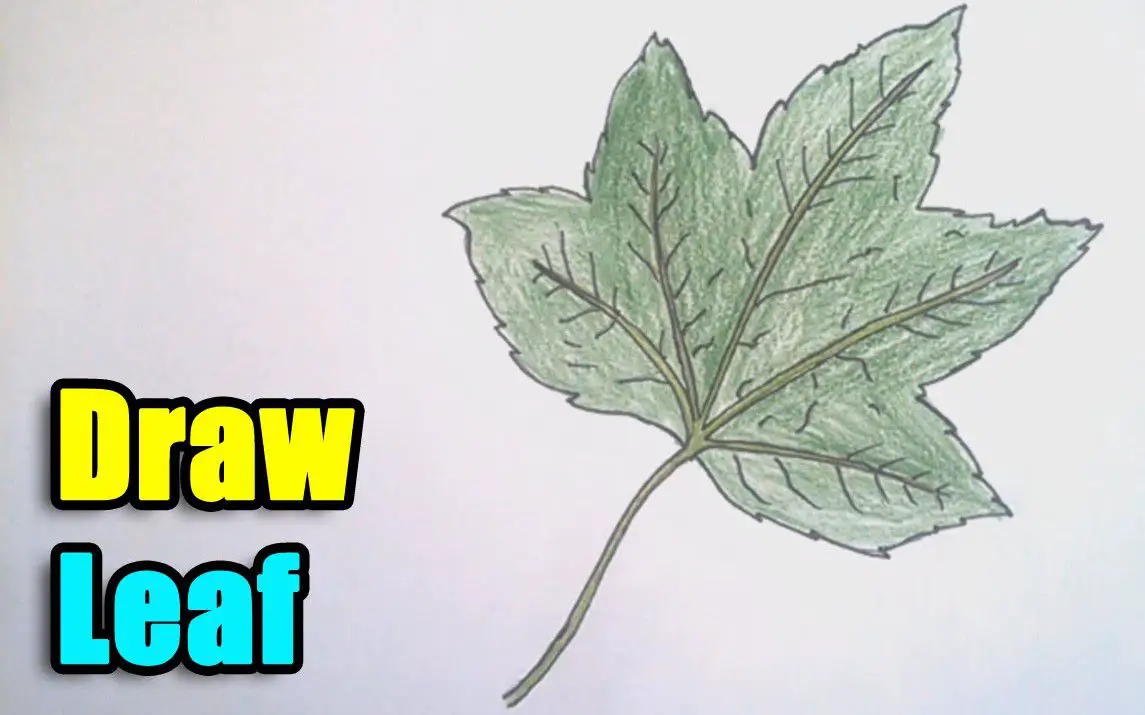 Beginner’s Guide to Drawing Pumpkin Leaves