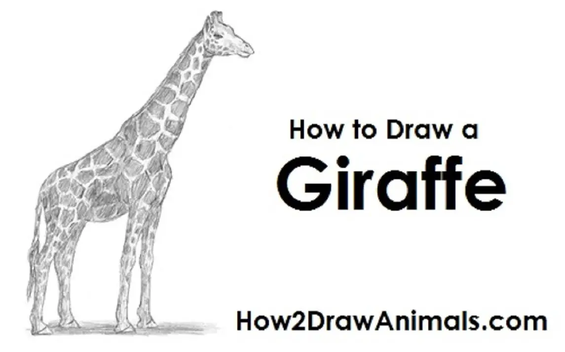 Draw Giraffe like an Expert