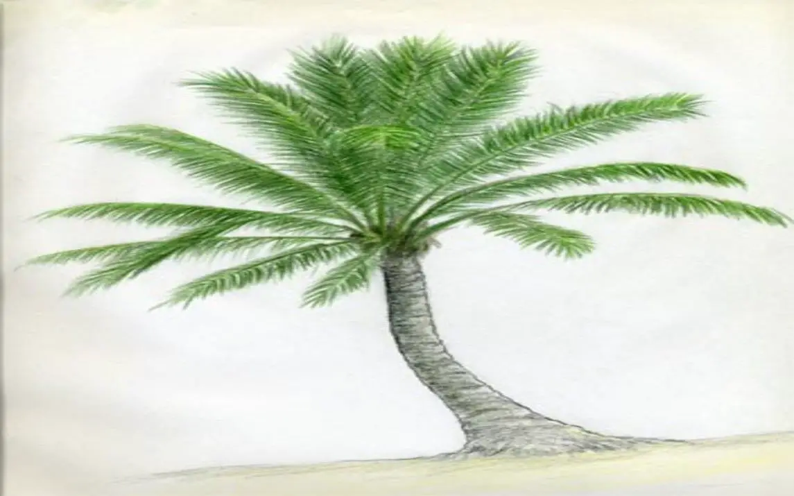 Beauty of Palm Trees in A Sketch Tutorial