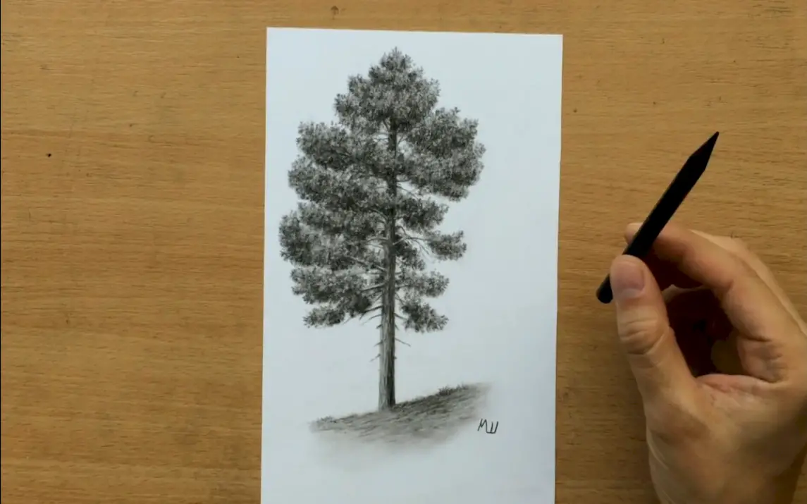 Wonderful Pine Trees in Charcoal