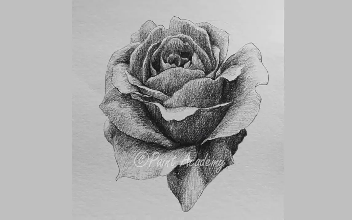 Vivid Pencil Sketch of a Rose