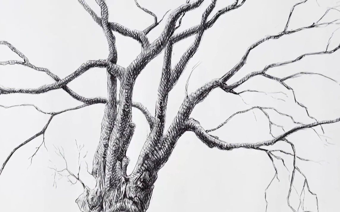 Beautiful Tree Without Leaves Pen Drawing