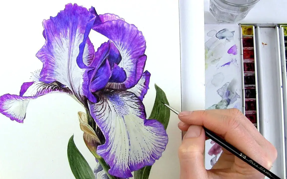 Gorgeous Iris Painting with Watercolors