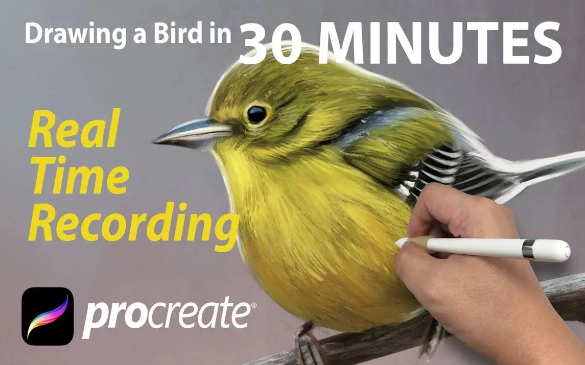 Digital Bird Painting using Procreate