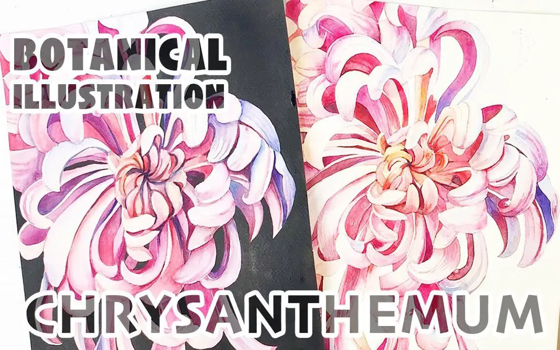 Step by Step Chrysanthemum Painting Lesson