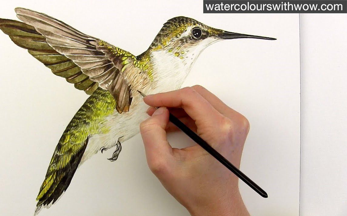 Realistic Feathers on a Hummingbird