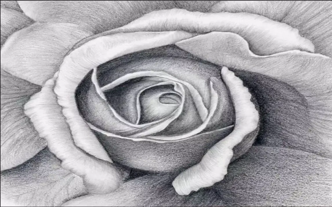 Exceptional Flower Charcoal Drawing