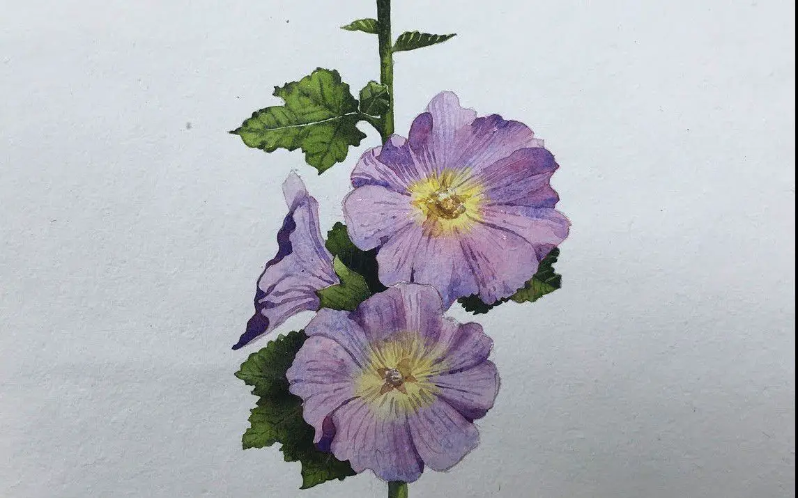 Realistic Hollyhock Painting in Watercolor