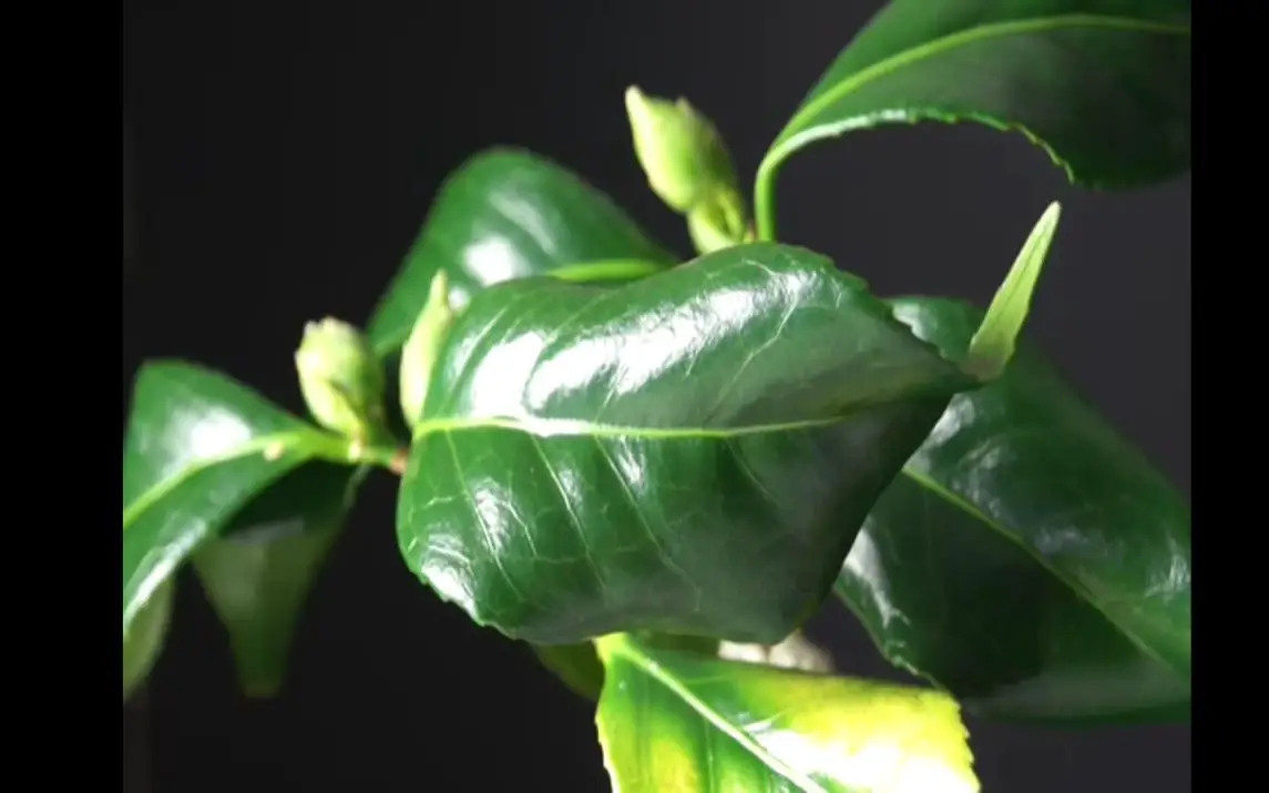 Rosie Sanders Paints a Camelia Leaf.