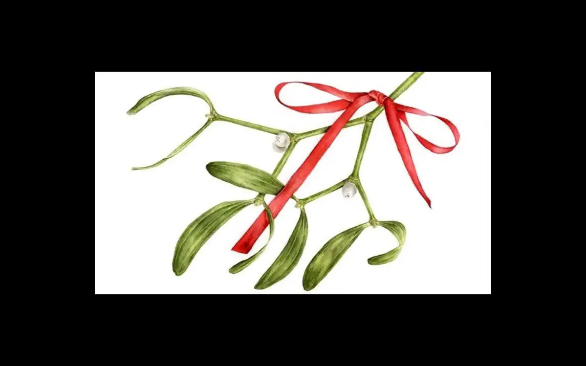 Ribbon tied to a Mistletoe