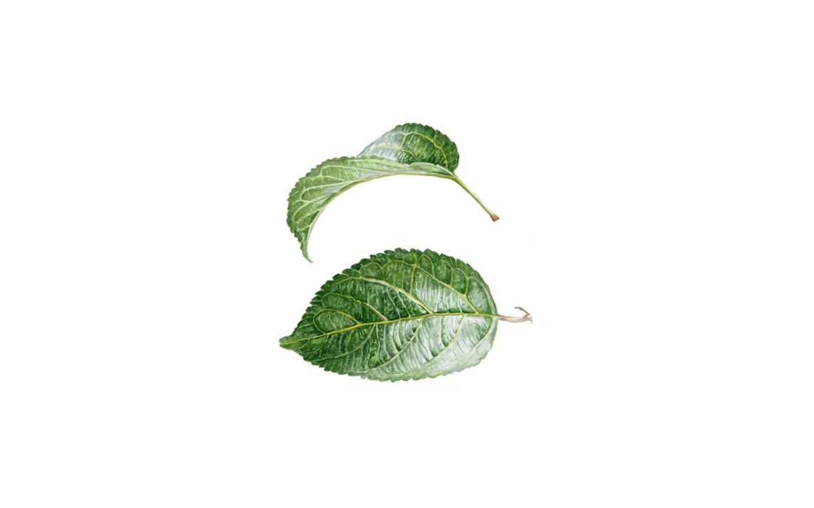 Realistic Leaf Painting